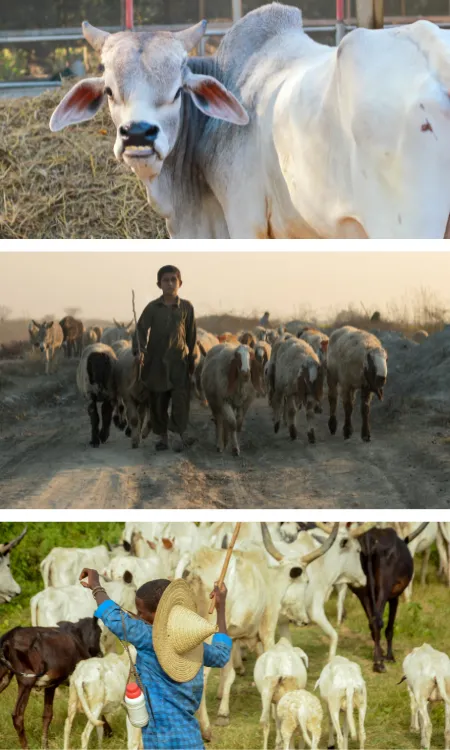 Amala Livestock Traders