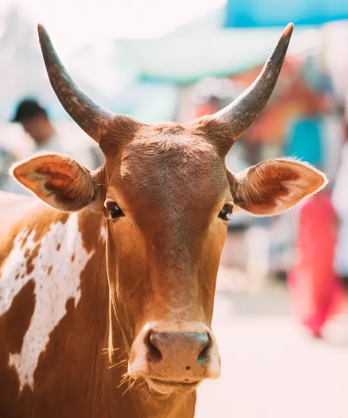 Amala Livestock Cow