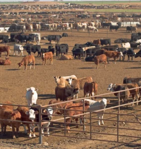 Amala Livestock Market