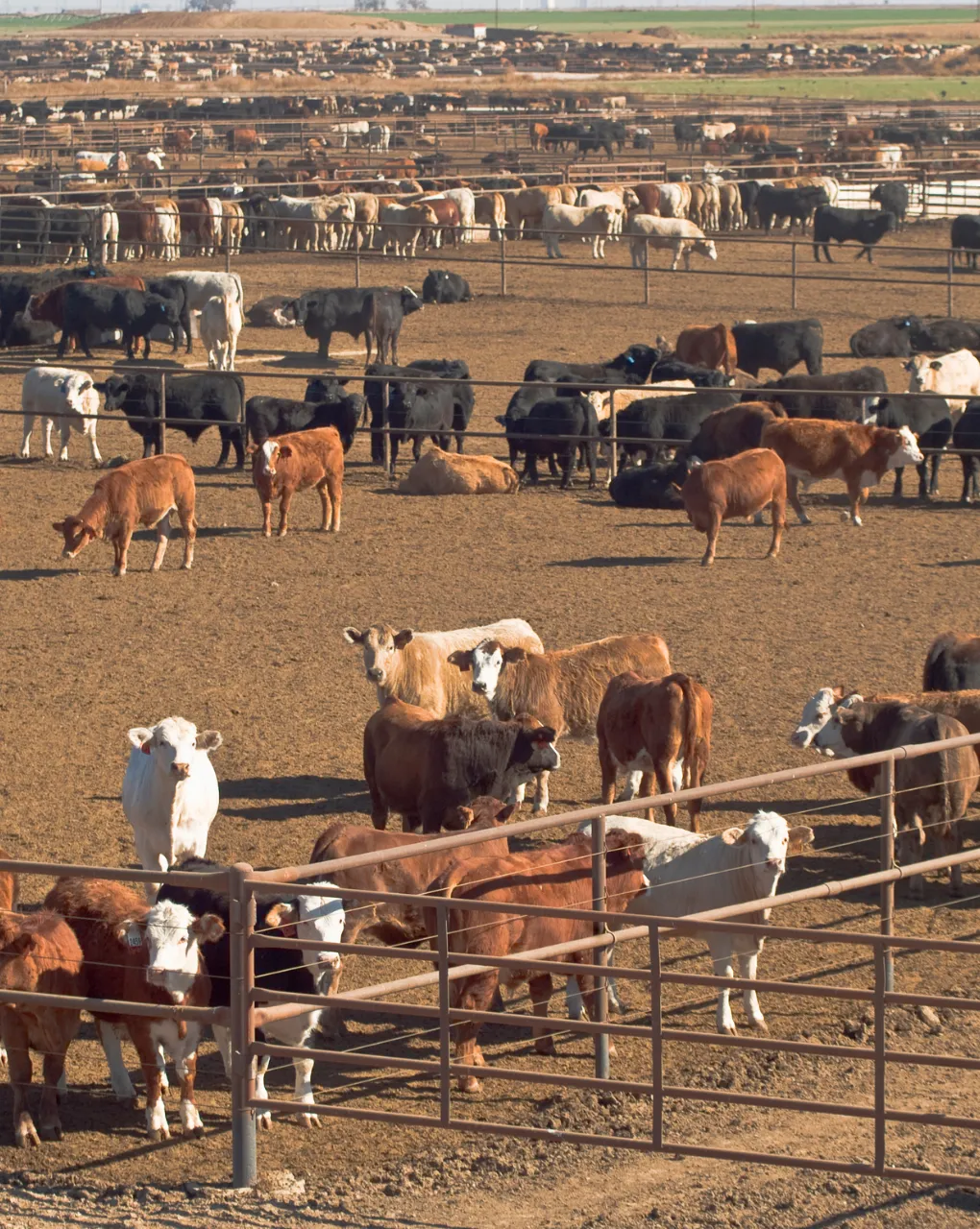 Amala Livestock Market
