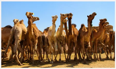 Amala Camel