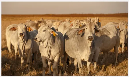 Amala Cows