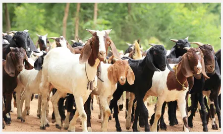 Amala Goats