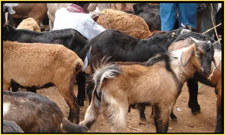Amala Somali Goat