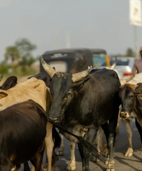 Livestock aggregation