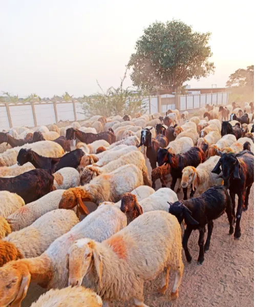 Livestock aggregation