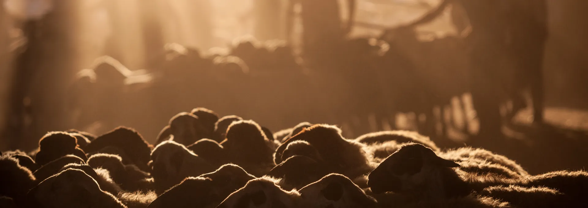 Amala Livestock Customers