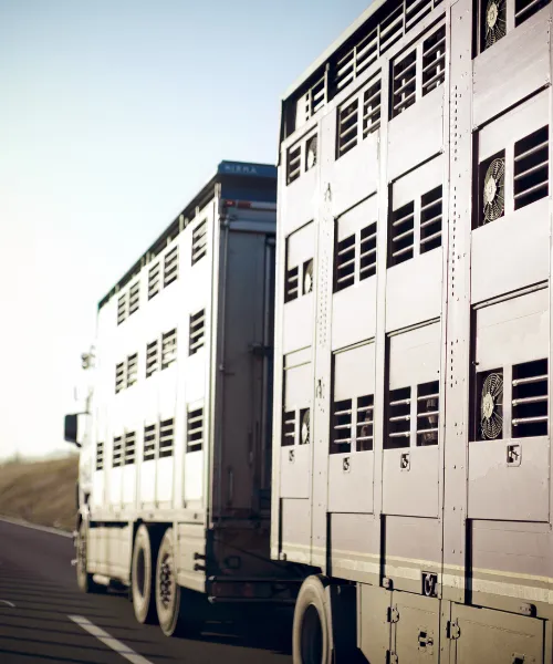 Livestock Logistics & Transportation