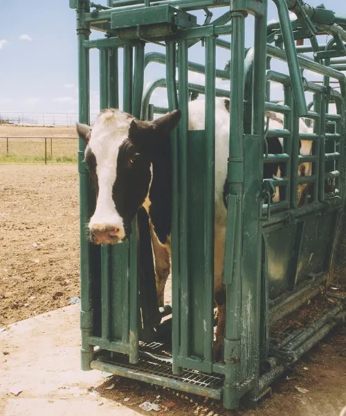 Livestock Logistics & Transportation
