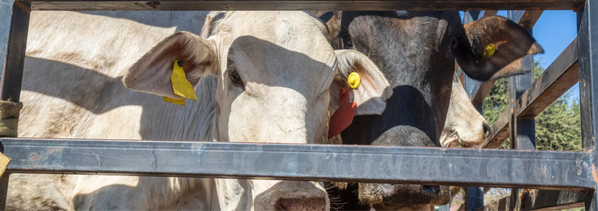 Livestock Logistics and Transportation