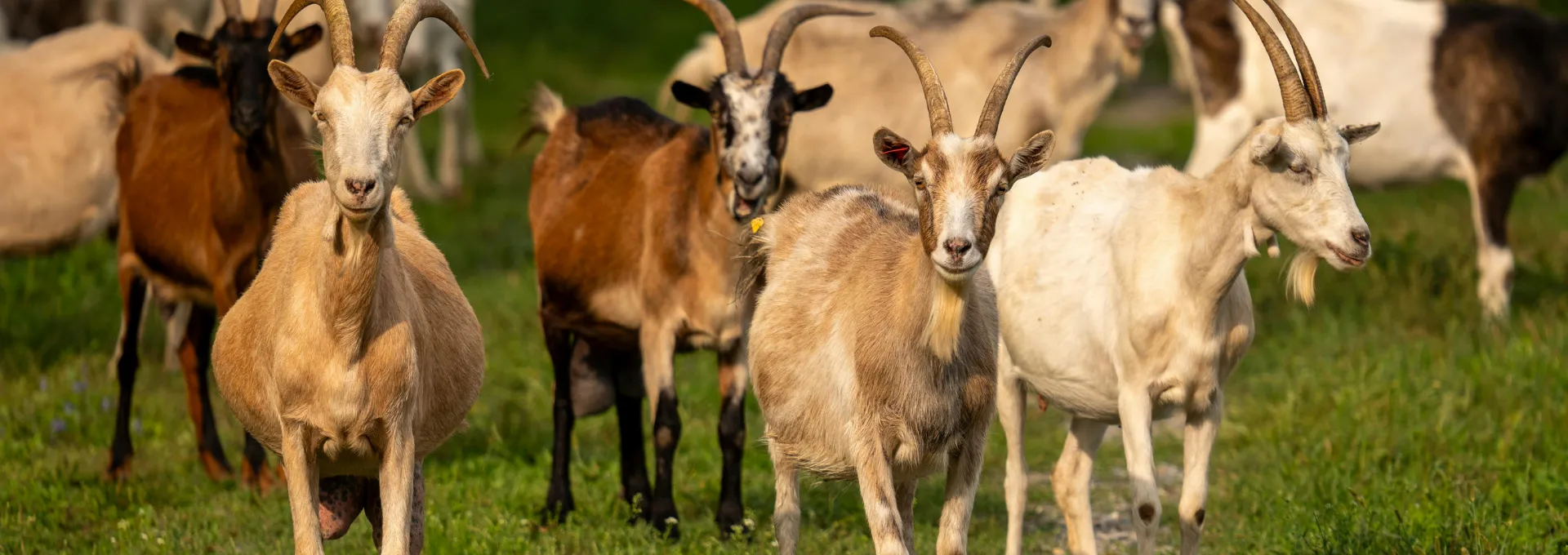 Livestock Buying