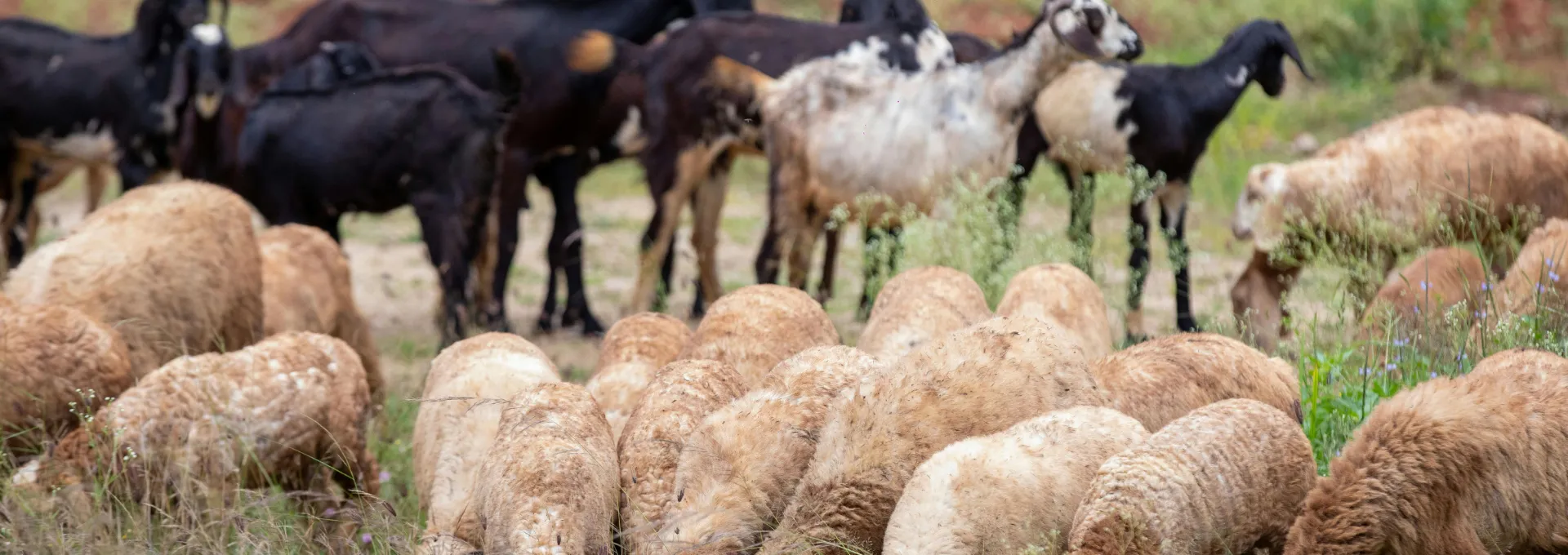 Livestock aggregation