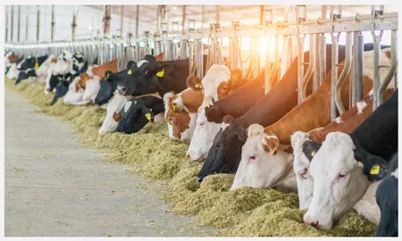 Livestock market operators