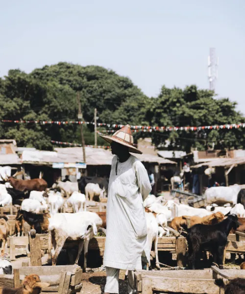 Market Linkages