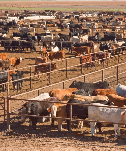 Wholesale Livestock Trading