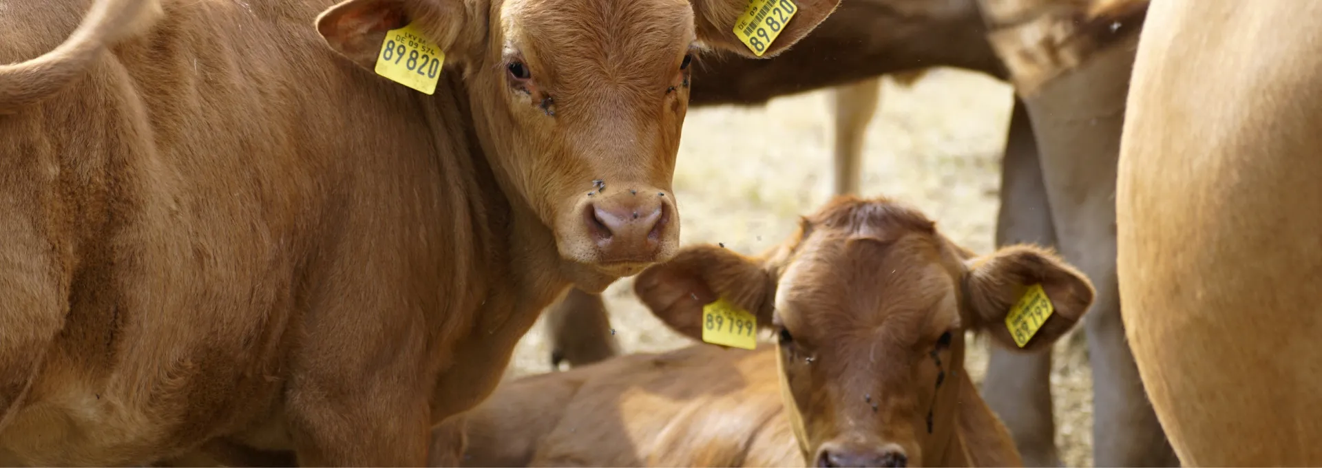 Wholesale Livestock Trading