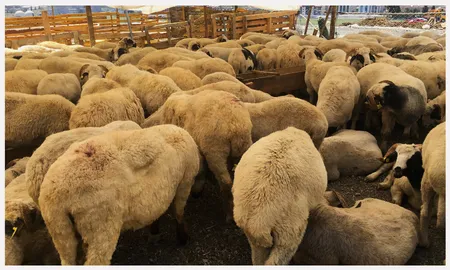 Wholesale livestock buyers