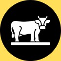 Amala Icon