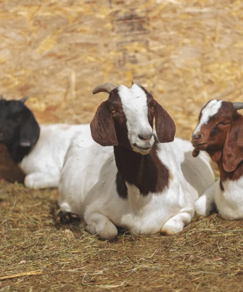 Amala Sheep Market